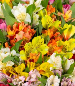 Buchet de Alstroemeria - imagine 2