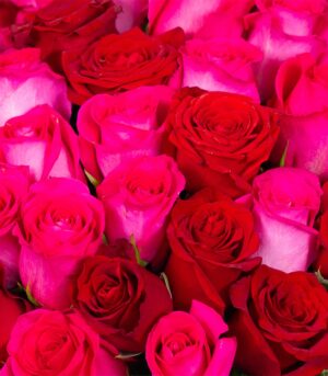 Trandafiri Roșii și Roz - imagine 3