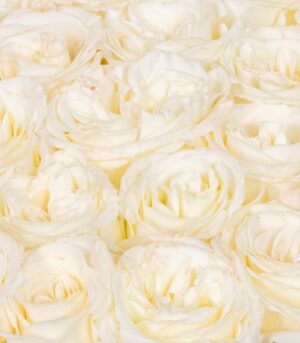 Trandafiri Finest Lady - imagine 3