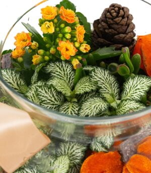 Terariu cu Plante Suculente de Toamna - imagine 3