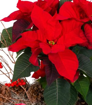 Aranjament Floarea Crăciunului - Poinsettia’s Wonderland - imagine 2